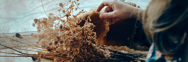 apiculture montréal